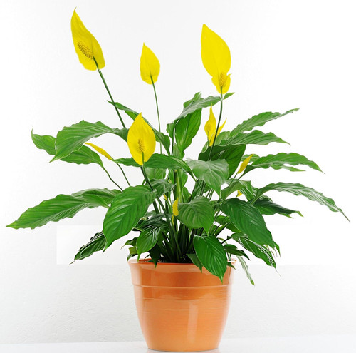 81kCA7BjFbL. SL1500 .jpg