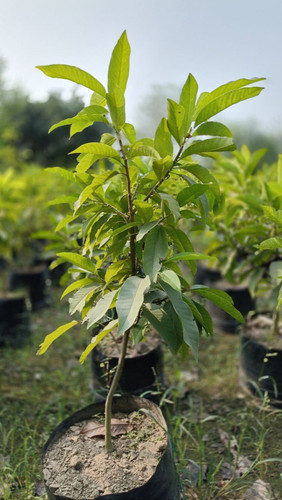 Michelia Champaca Bagwani Nursery Wholesale Plant Supplier Saharanpur.jpg