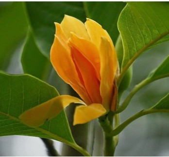 no perennial yes son champa flow.jpg