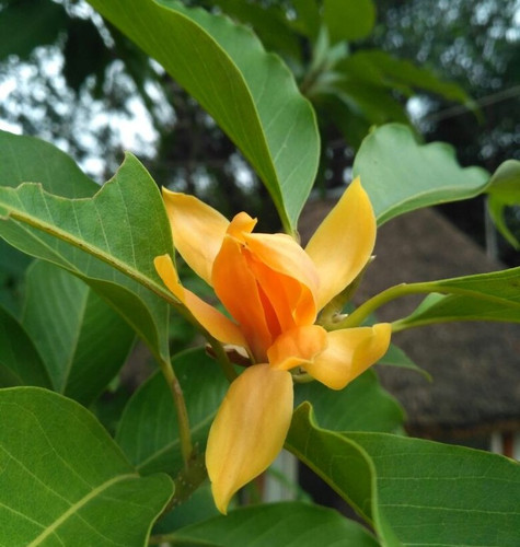 Michelia champaca magnolia.jpg