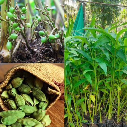 71FgQG2HXzL. SL1080 .jpg