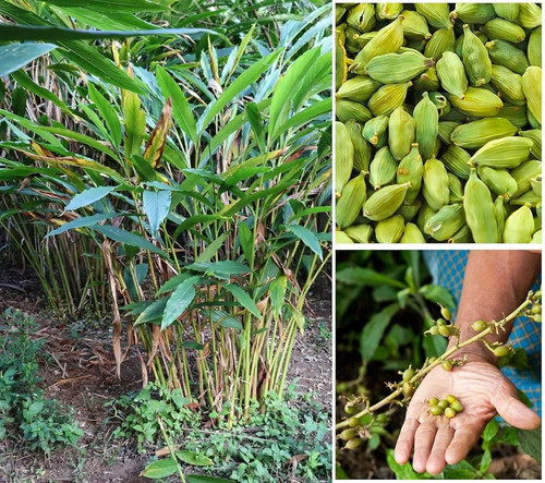 81OUhFEVYBL. AC UF1000,1000 QL80.jpg