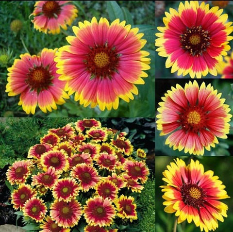 50 gaillardia aristata blanket f.jpg