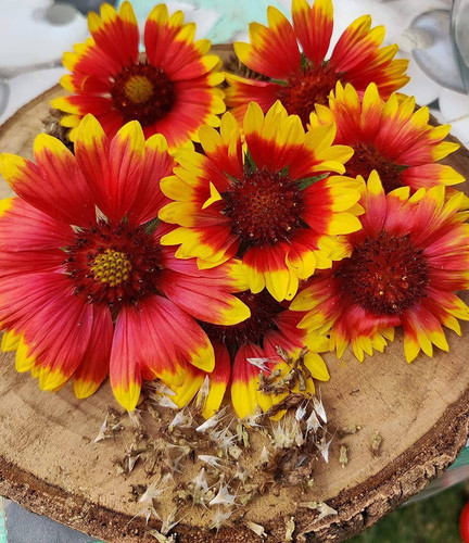 50 gaillardia aristata garden fl.jpg