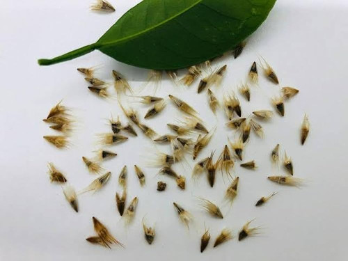 41bz tJXj3L. AC UF1000,1000 QL80.jpg