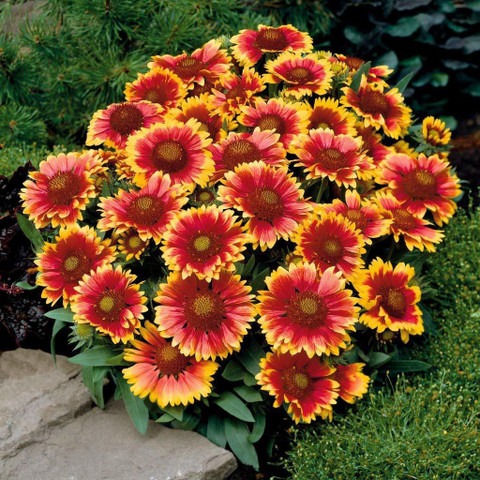 50 gaillardia aristata seeds 50.jpg