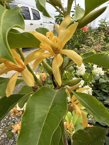 จำปา Magnolia champaca.jpg