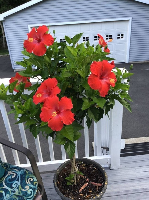 no annual yes plant small 1 grow (1).jpg