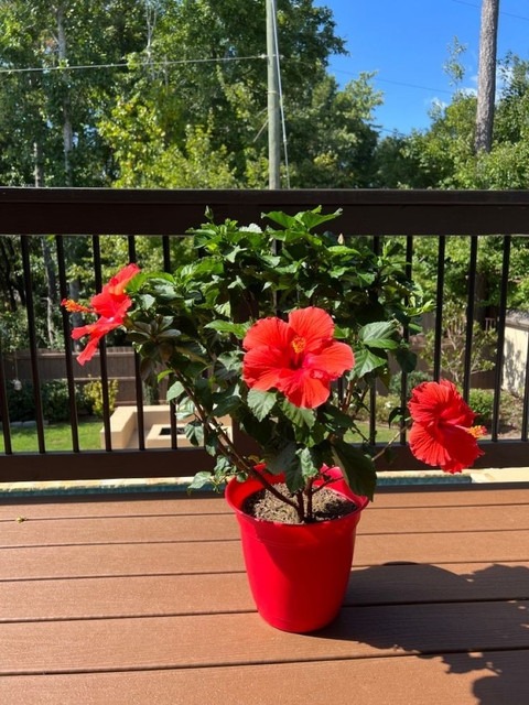 no annual yes plant small 1 grow.jpg