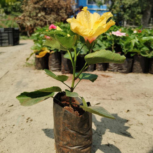 IMG 20250208 115516.jpg