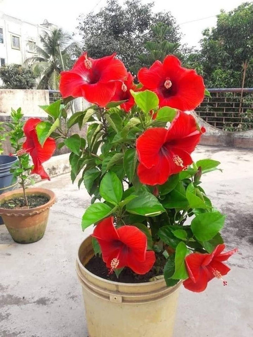 no annual yes plant small 1 grow (2).jpg