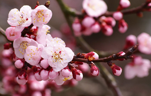cvety vishnya sakura vesna.jpg