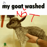 brave b1hLr8hnQe.png
