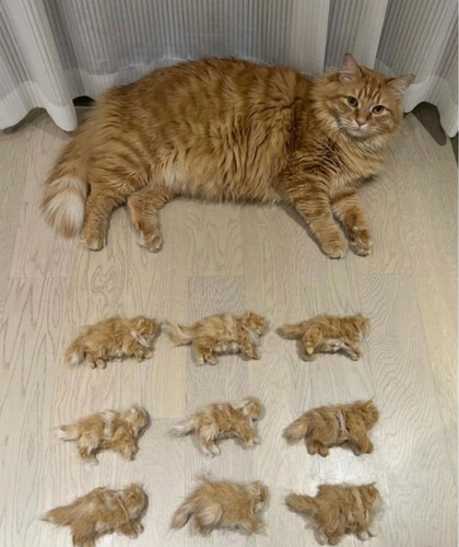 651188723 122173890200887089 3450518673316802472 n.jpg