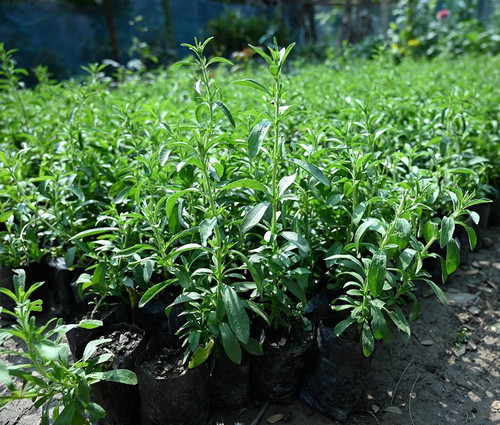 91cNMqxNJ8L. AC UF1000,1000 QL80 .jpg