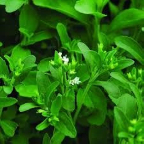 31XA3RxvOCL. AC UF1000,1000 QL80 Copy.jpg