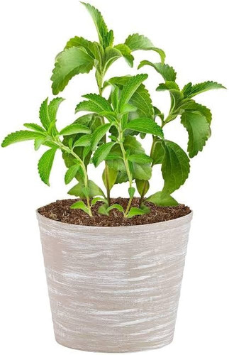 51BHo6B3tBL. AC UF1000,1000 QL80 .jpg