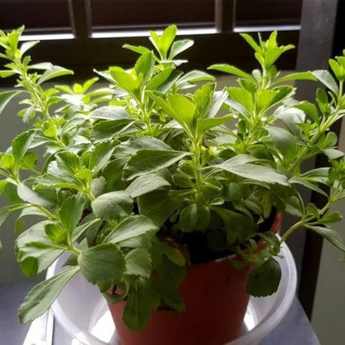 51Ojry po6L. AC UF894,1000 QL80 .jpg