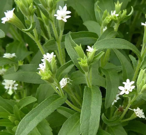 61itC6OJbLL. AC UF1000,1000 QL80 .jpg