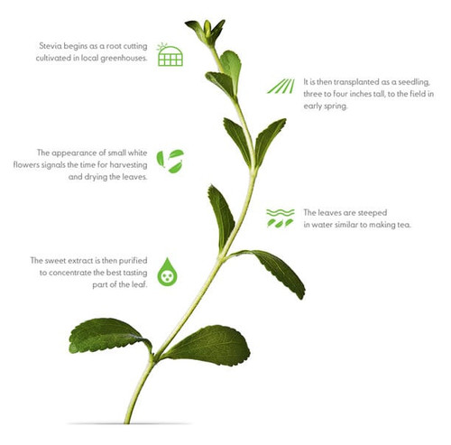 inpage stevia leaf extract how its made.jpg