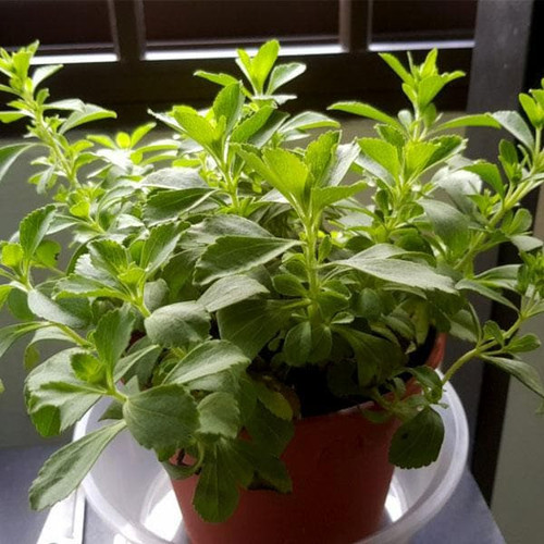 nurserylive stevia plant f3c96546 7e71 4aca 91a2 874997b37cf4.jpg