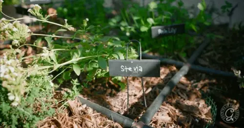 Is Stevia a Perennial or Annual 1024x538.webp
