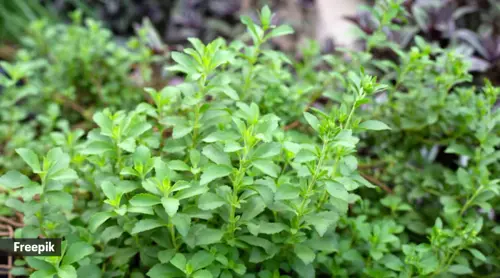 stevia.webp