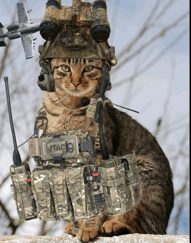 military cat 2610271308.gif