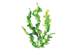 kelp.png