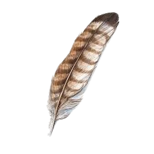 feather.png