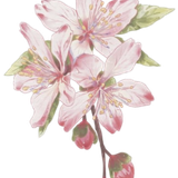 IMG 20260219 055214.png