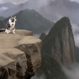 AISelect 20260218 164307 X.gif