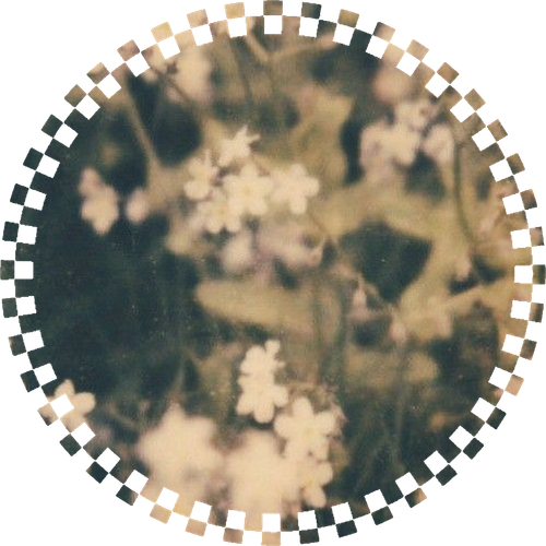 blurflowerspfp.png