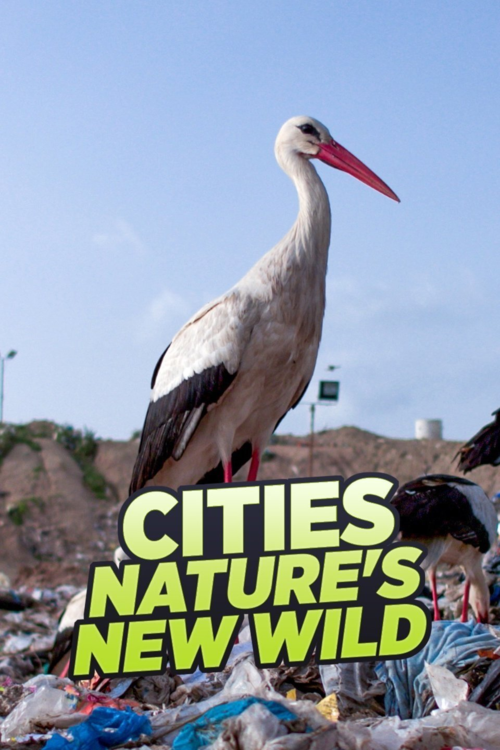 Dzikie metropolie / Cities: Nature's New Wild (2018-2019) [SEZON 1] 1080p.AMZN.WEB-DL.DDP5.1.H.264-Cinefeel