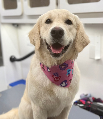 Dog Grooming Dorval.jpg