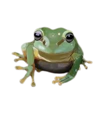 frog.png