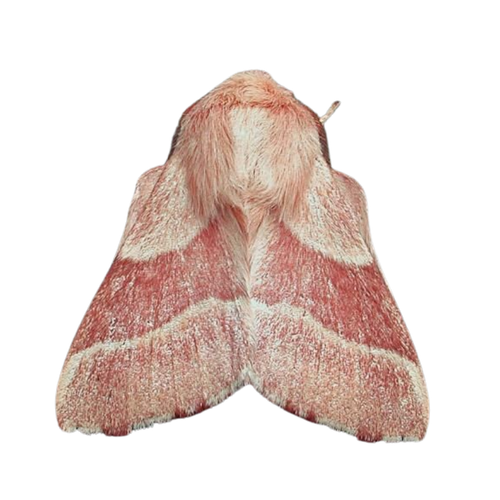 tumblr 70f098f4582ff4af5f2818b6dad9db4c 1a0b29ee 1280.png