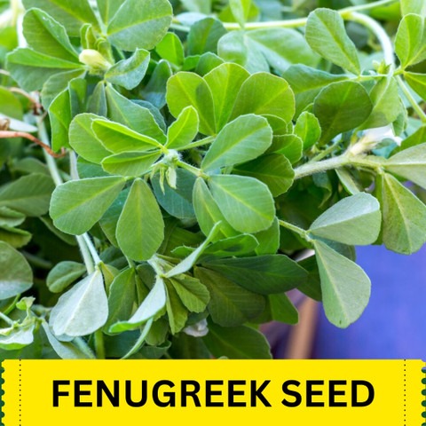 50 methi50 ekisanzone original i (1).jpg