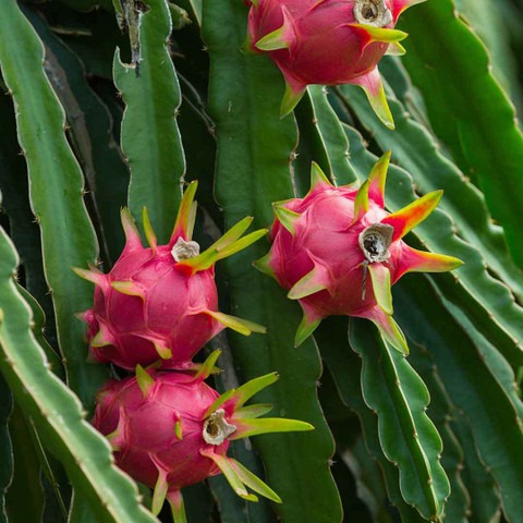 no perennial yes dragon plant 50.jpg