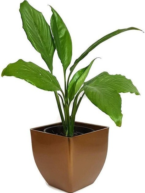 no perennial yes live plant air.jpg