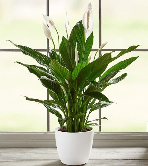 perennial no yes peace lily or s.jpg