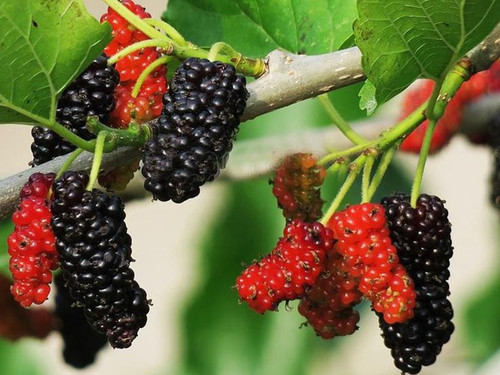 Mulberry Plants.jpg