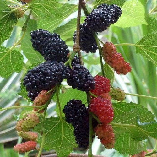 Mull Berries.jpg
