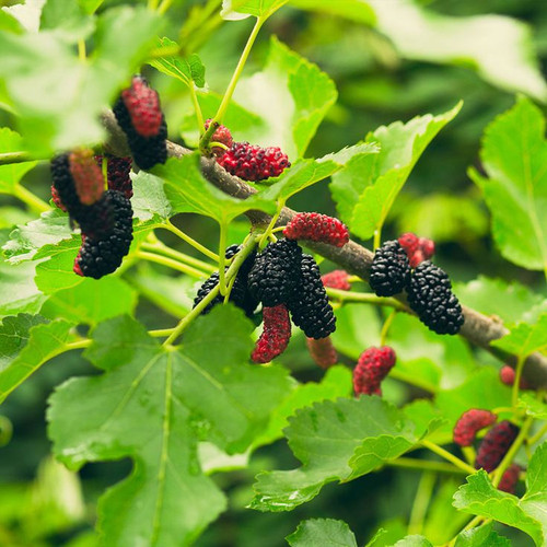 Everbearing Mulberry Bush.jpg