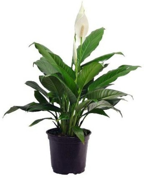 peace lily live plant with plast.jpg