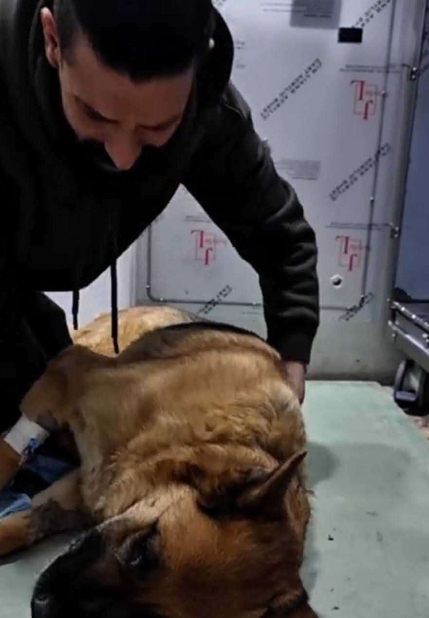 تعاطف كبير بعد وفاة الكلبة المشهورة "لوسي" بعد صراعها مع المرض خلال الشهر الماضي، والتي تصدرت فيديوهاتها منصات التواصل الاجتماعي لما تتمتع به من ذكاء ...