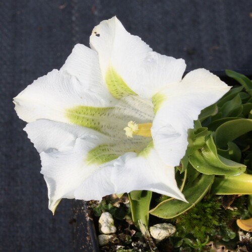 white gentian flower1..jpg