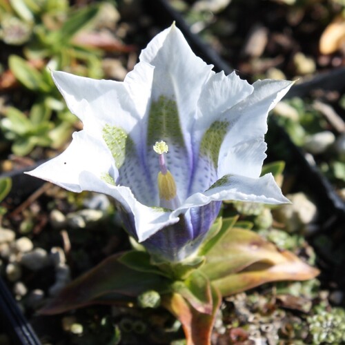 white gentian flower2..jpg