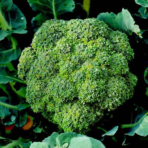 green broccoli vegetable2.jpg