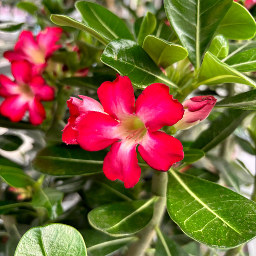 red Adenium obesum flower.jpg